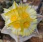 Preview: Astrophytum myriostigma 5 rippig